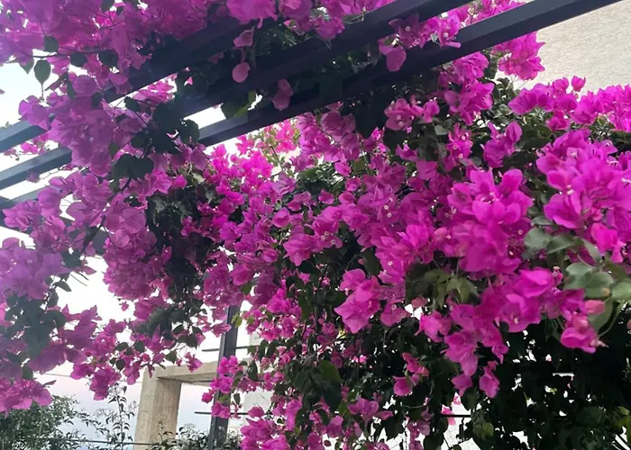 Akyarlarda Havuzlu Lueks بودروم